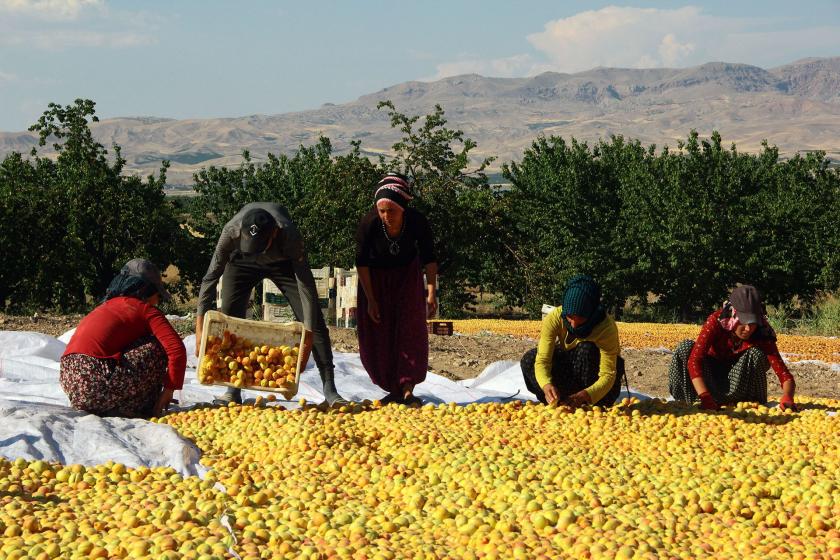 Kayısı üreticileri tüccarın elinde rehin!