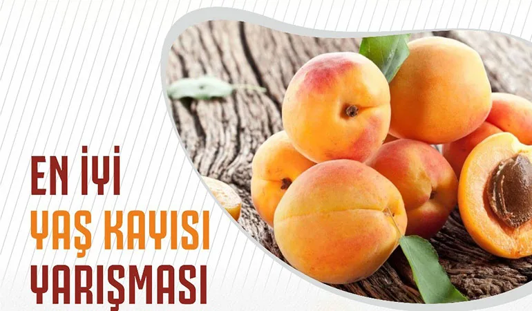 Üreticiler En İyi Kayısı İçin Yarışacak