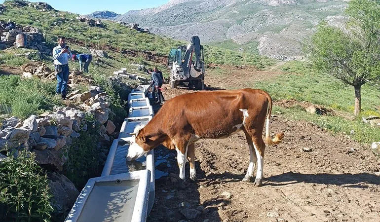Doğanşehir Belediyesi Yayladaki Hayvanları Unutmadı